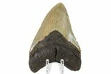 Serrated, Fossil Megalodon Tooth - North Carolina #161433-2